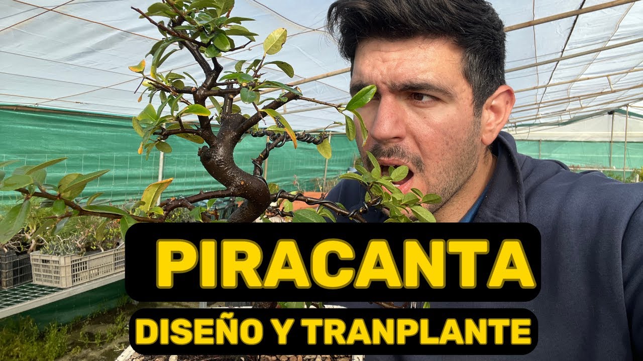 Diseño y Trasplante de Piracanta Bonsái – Técnica y Consejos Claves