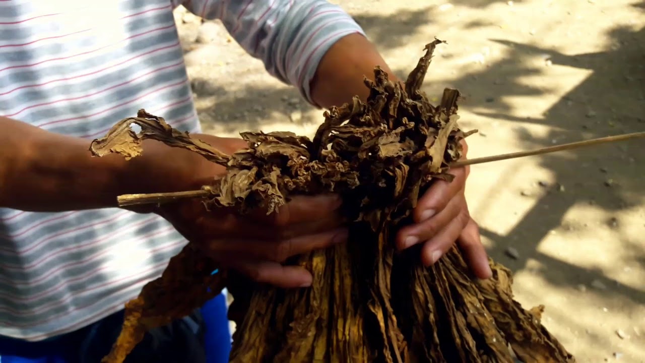 IPMSDL visits tobacco farmers of Bugnay Barangay in Illocos Sur in Northern Philippines