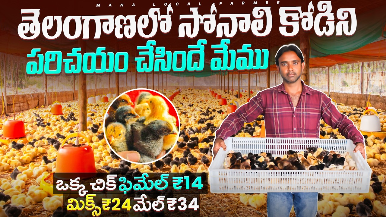 Sonali chicken farming telugu | local natukodi chicken farming business