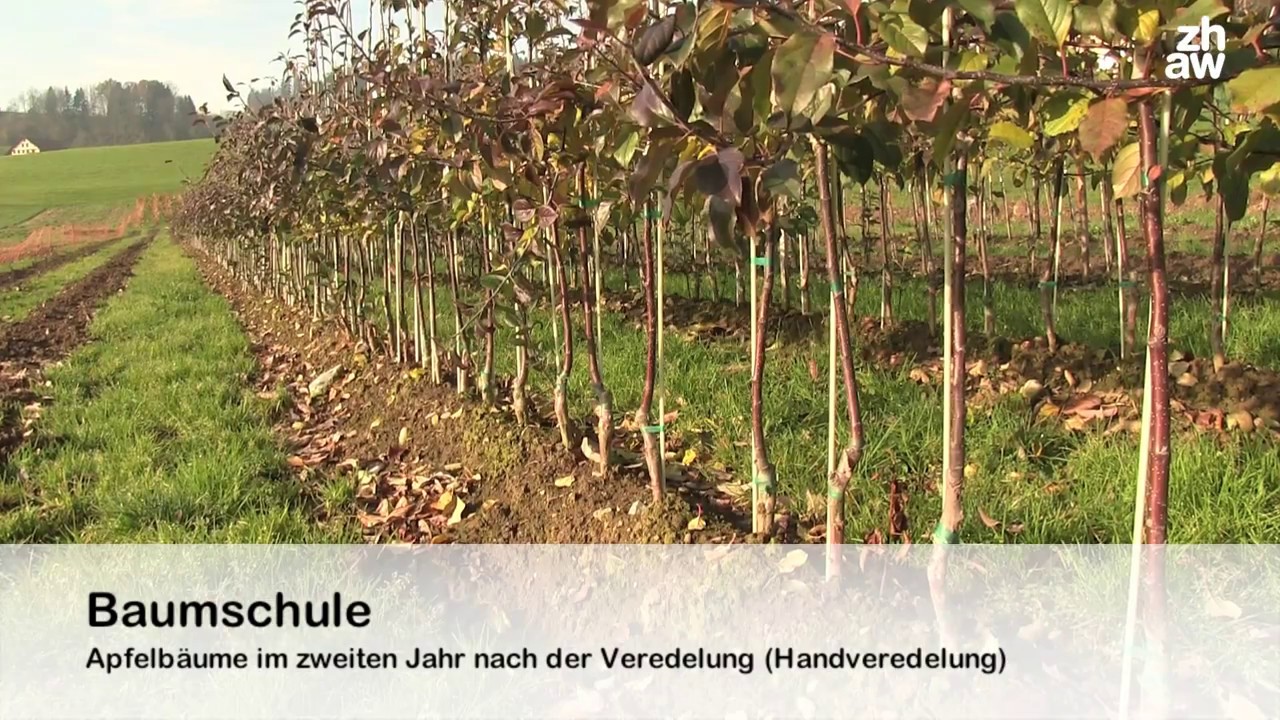 Mutterbeet