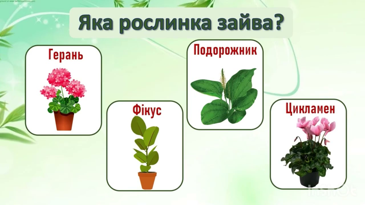 Складання описової розповіді про кімнатні квіти
