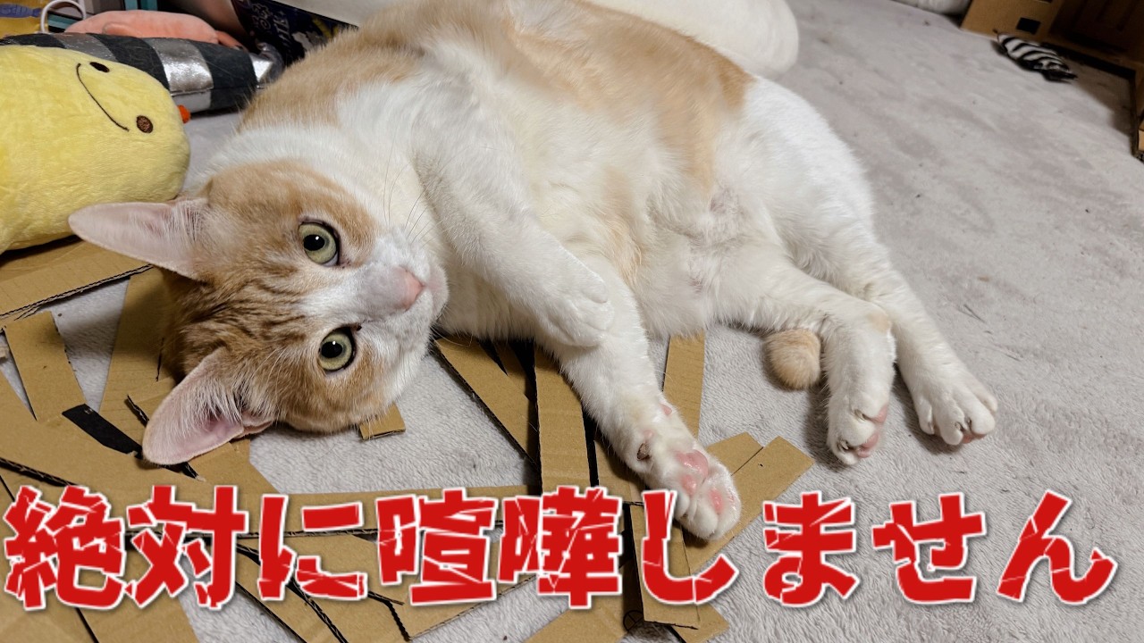 【🐈＜生放送】今日こそは絶対に猫たちは喧嘩しません。