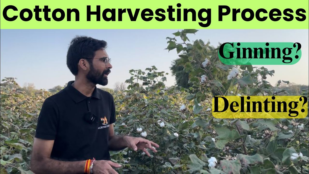 Cotton Post Harvesting Process | Picking | Ginning | Delinting | Cotton Cultivation | #Cotton