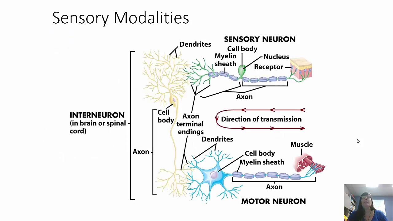 Sensory, Motor, and Integrative Functions