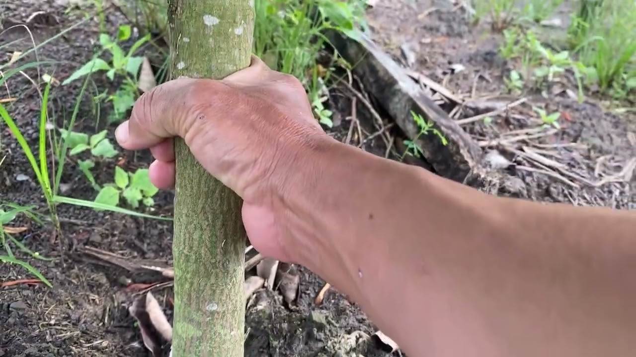 So sánh 2 cách trồng mít ruột đỏ IN Đô . cách trồng lênh mô và không lênh mô .phát triển như thế nào