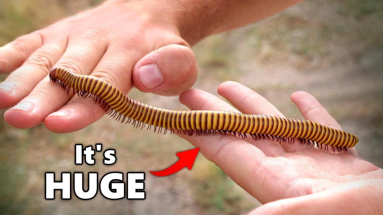 The BIGGEST Bug in America: Giant Gold Millipede