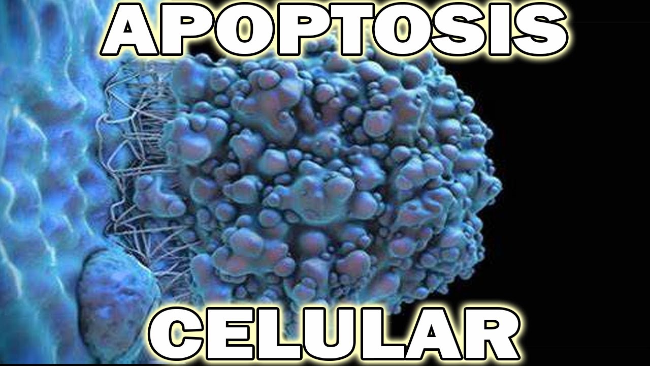 La apoptosis celular: el proceso destructivo que debes conocer😨🧫🔬