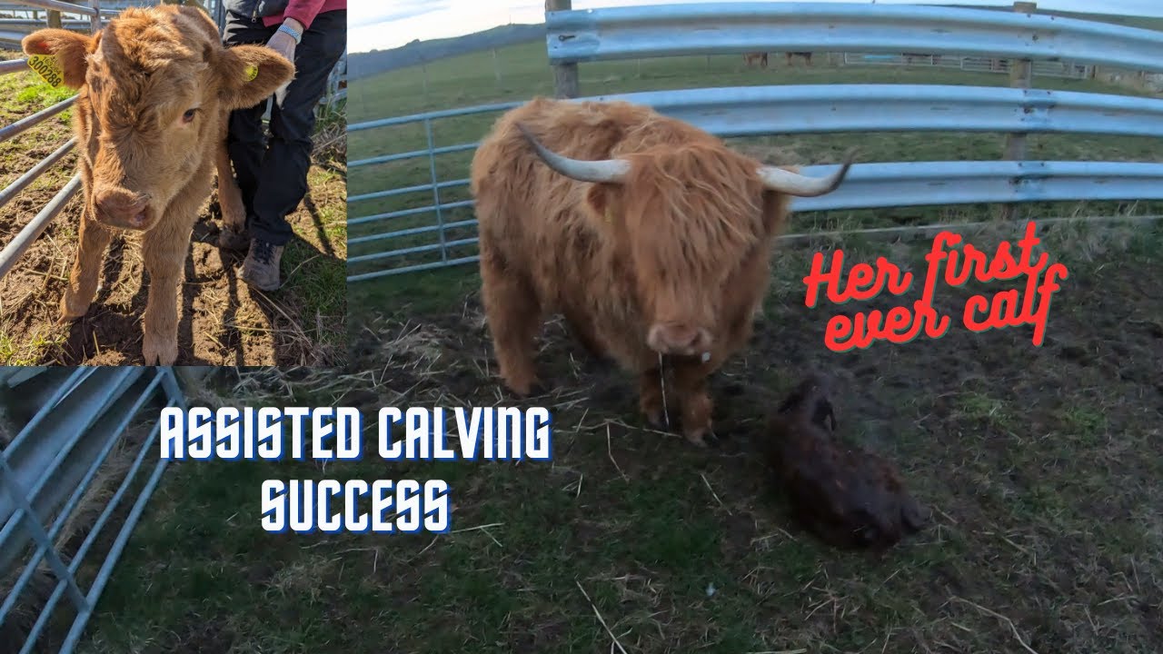 NEVER A QUIET DAY - CALVING PROBLEMS WHEN THE SHEEP ARE HAVING A DAY OFF!