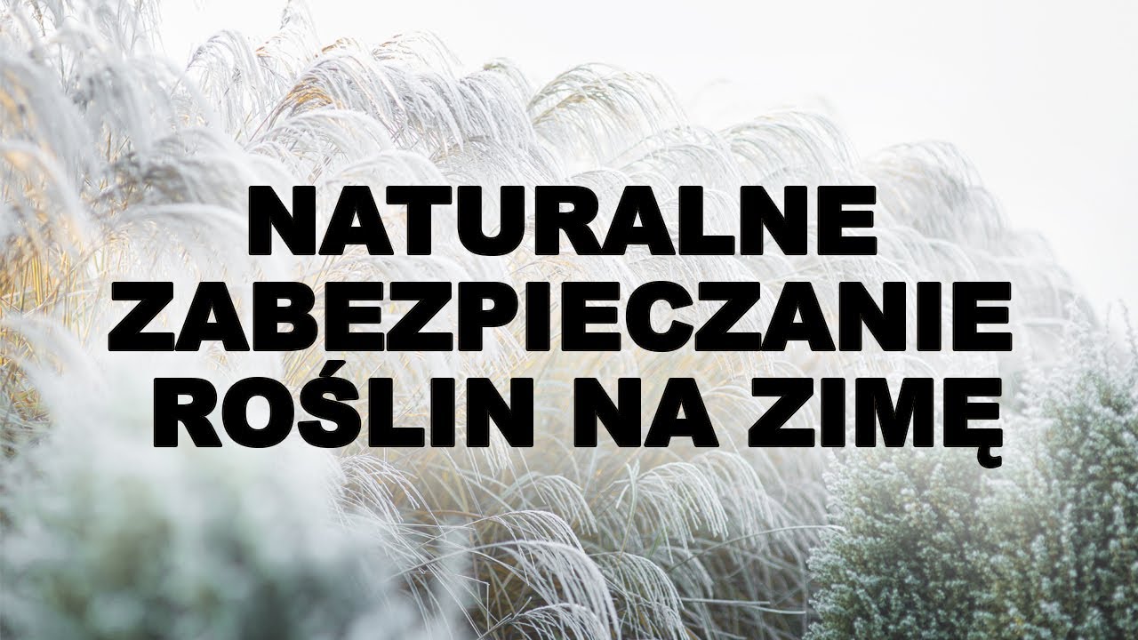 Jak naturalnie zabezpieczać rośliny na zimę?  🌾❄️