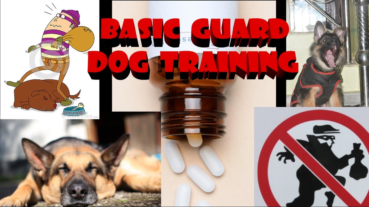 how to train your dog to basic guard in hindi : dog training in hindi