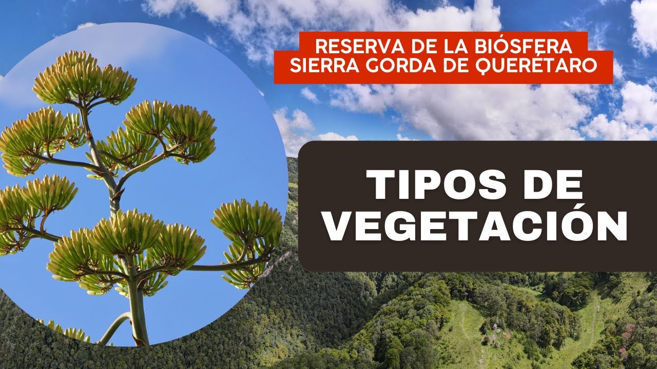 Serie: Reserva de la Biósfera Sierra Gorda de Querétaro / Episodio 2: Tipos de Vegetación