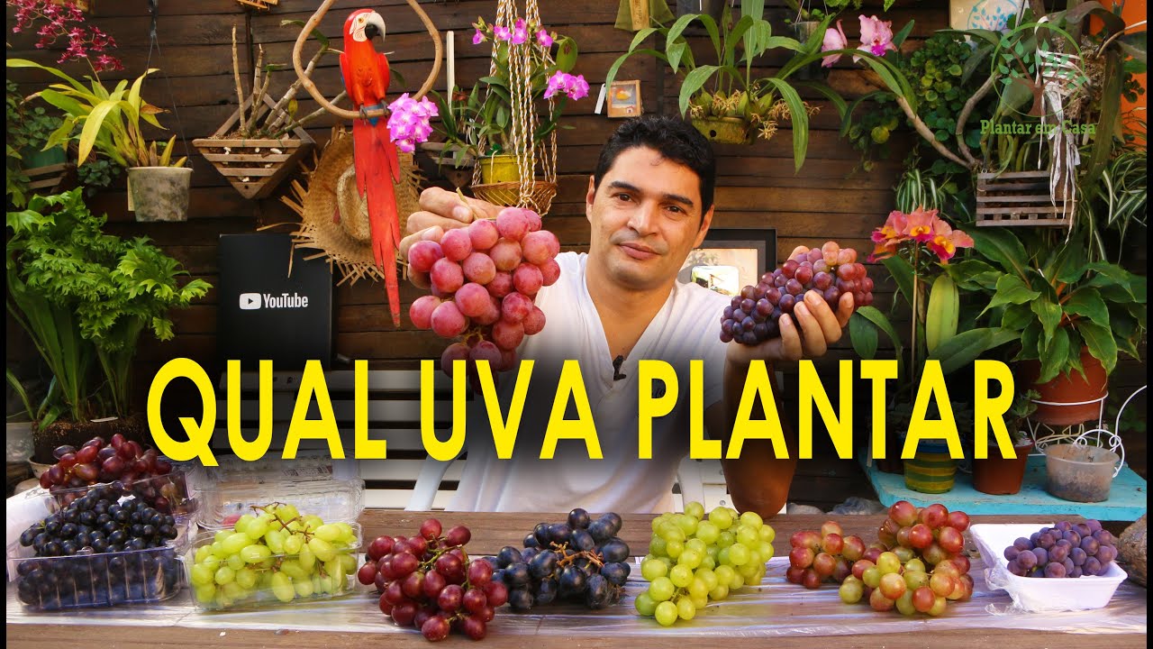 Parreira em Casa, Qual Uva Escolher,  Vamos Plantar em Casa 03