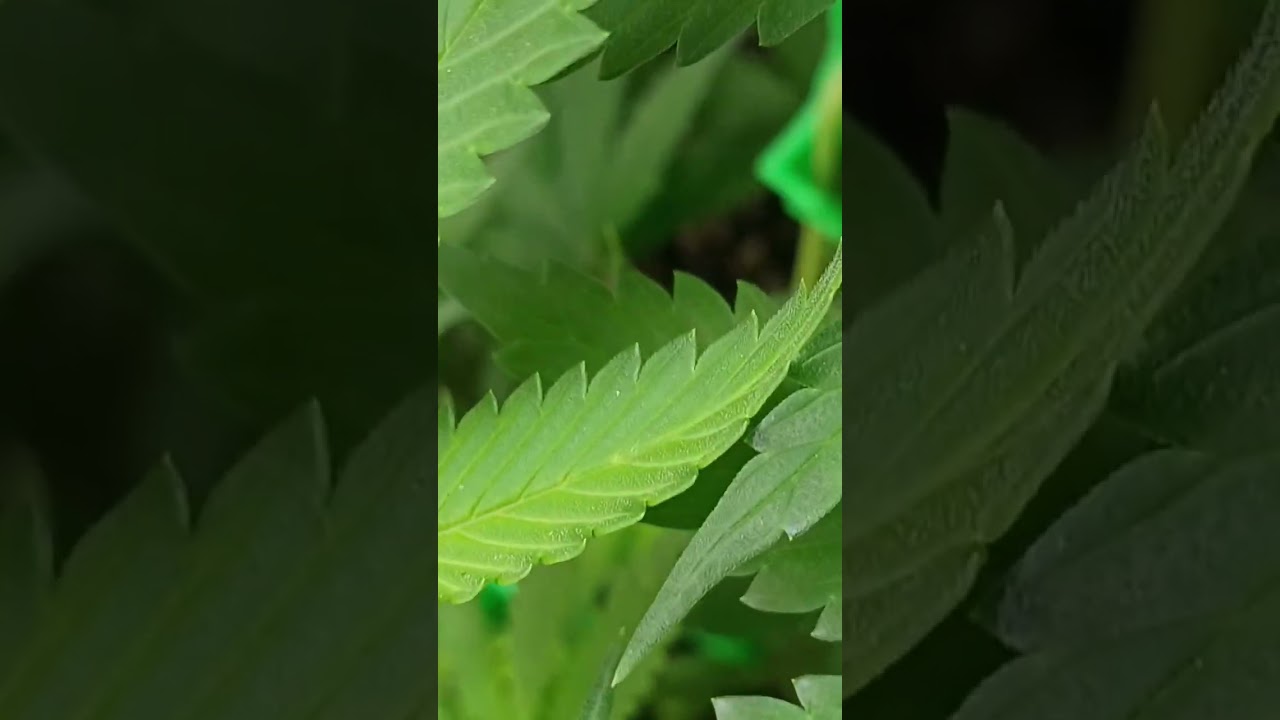 12/26/25 OG Kush Pre Flower Multiple Pre Flower Signs 