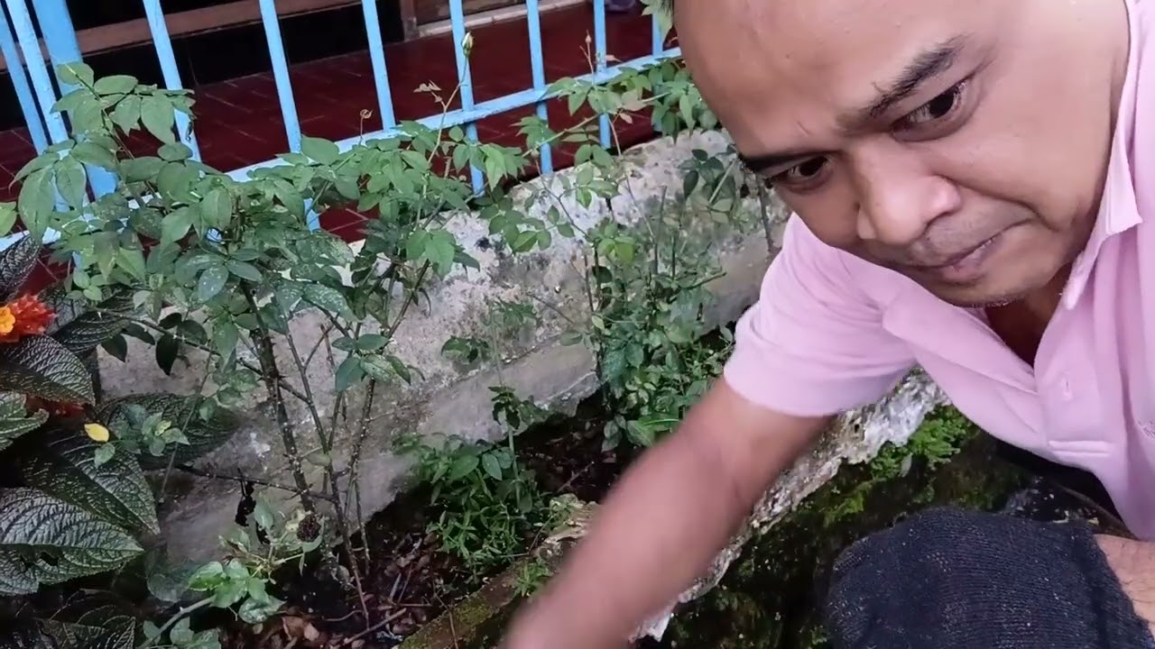 Cara menanam bunga mawar dan cara bikin bunga mawar cepat berbunga 
