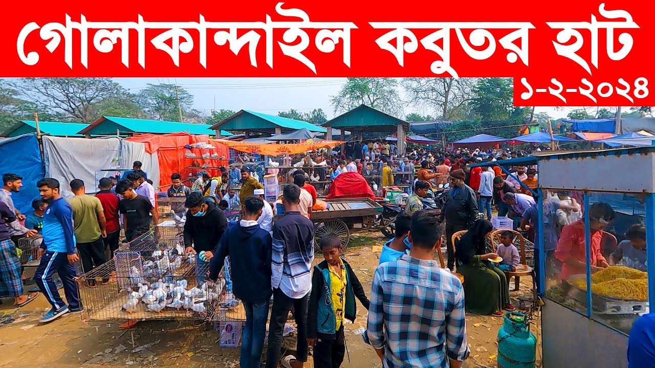 গোলাকান্দাইল কবুতর হাট | kobutor hat 2024 | pigeon market in bangladesh | Golakandail kobutor hat
