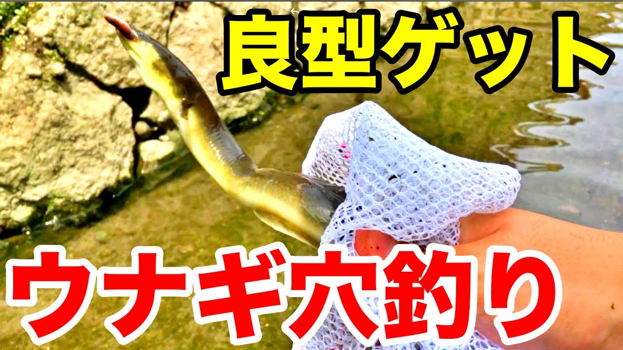 ウナギ穴釣り初心者が良型ウナギを釣り上げた！
