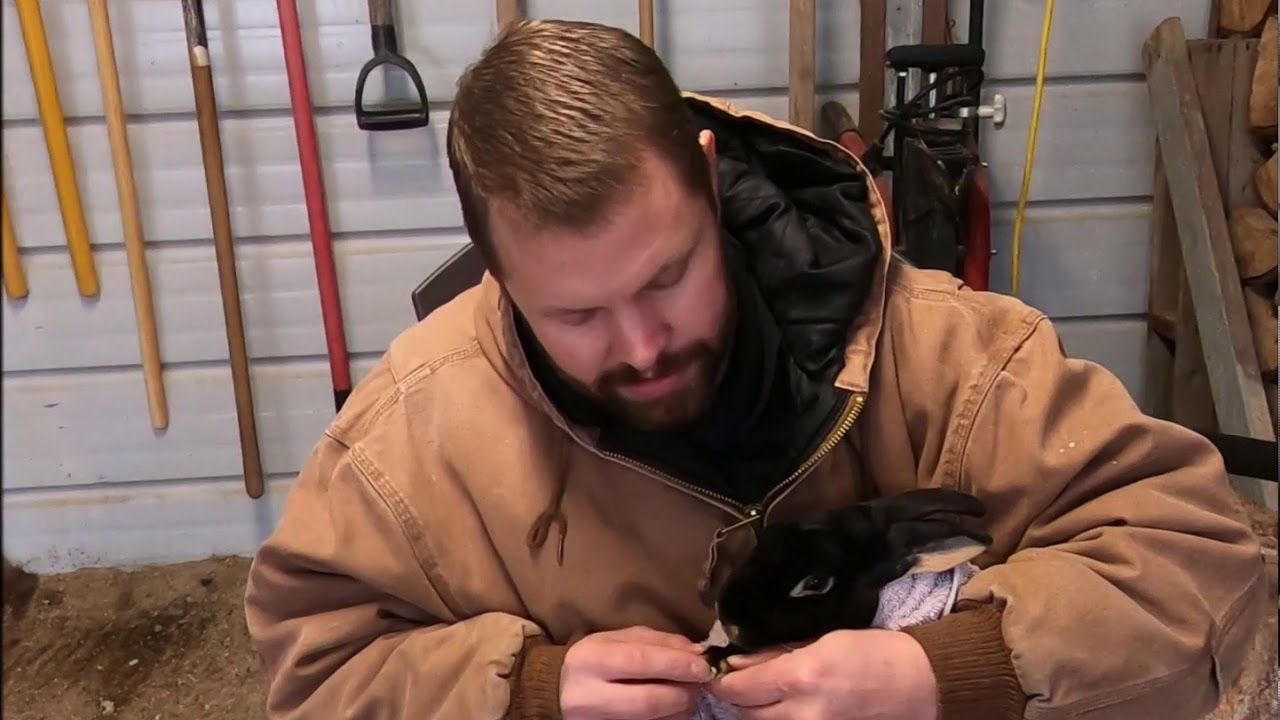 Trimming Rabbit Nails