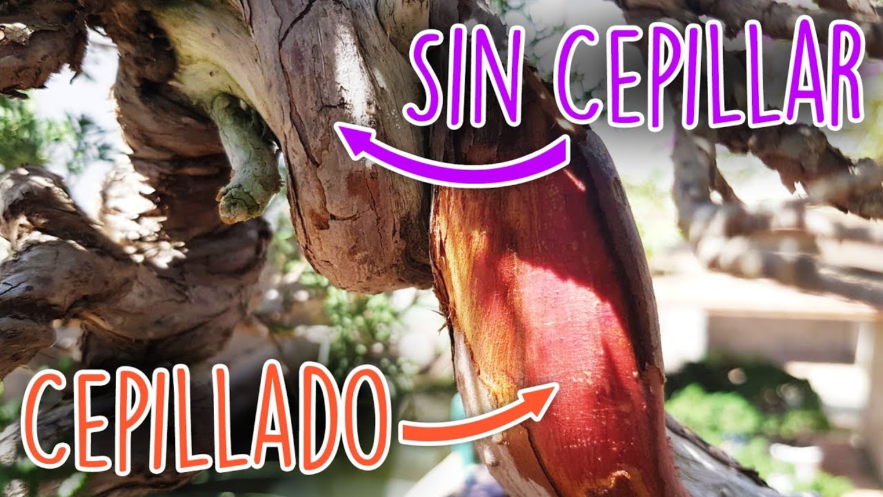 Cómo exponer un bonsai 1 - madera viva