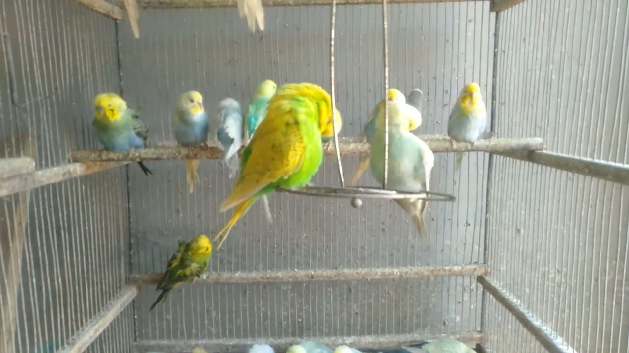 小さな鳥がくれる大きな幸せ