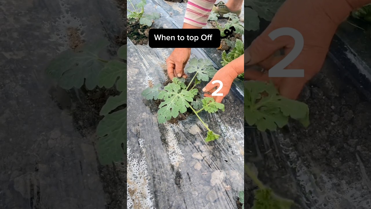 Watermelon Farming When To Cut Off The Top  #farming #agriculture