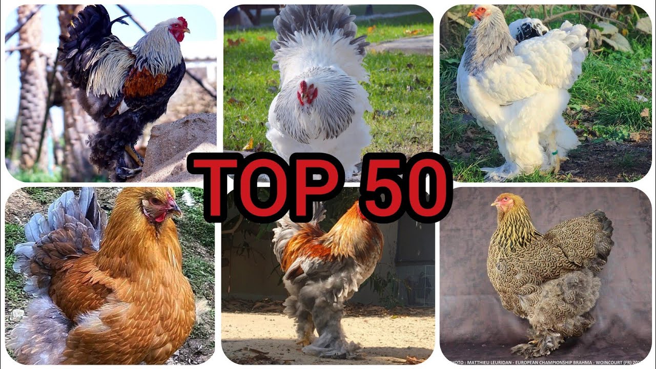 Top 50 Biggest & Cutest Brahma Chickens in the World