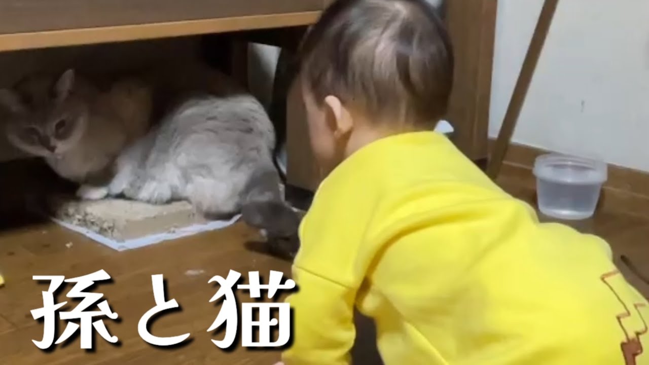 じ〜っと見つめてくる孫にとった人見知り猫の行動・・・