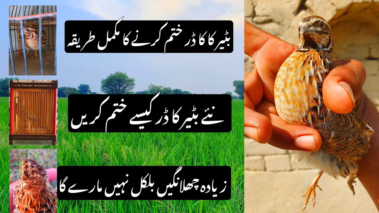 Batair ka Dr kesy khtam krein I quail hunting 2024