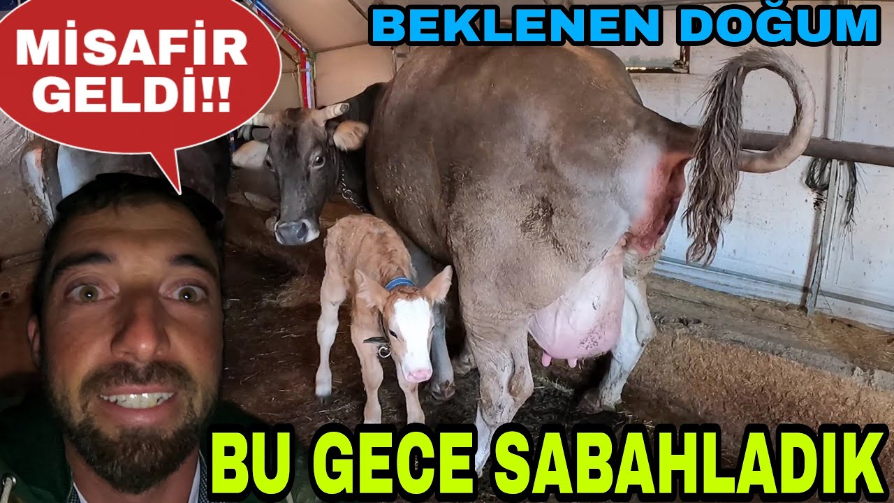 GECE GELEN MİSAFİR!! İNEĞİMİZ BUZAĞILADI MESAİ AGIR