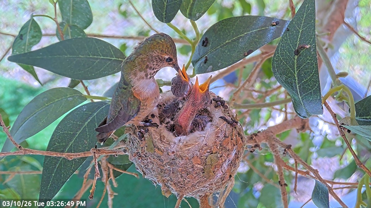 Watch an Allen’s Hummingbird Feed Her 9 & 10 Day-Old Chicks