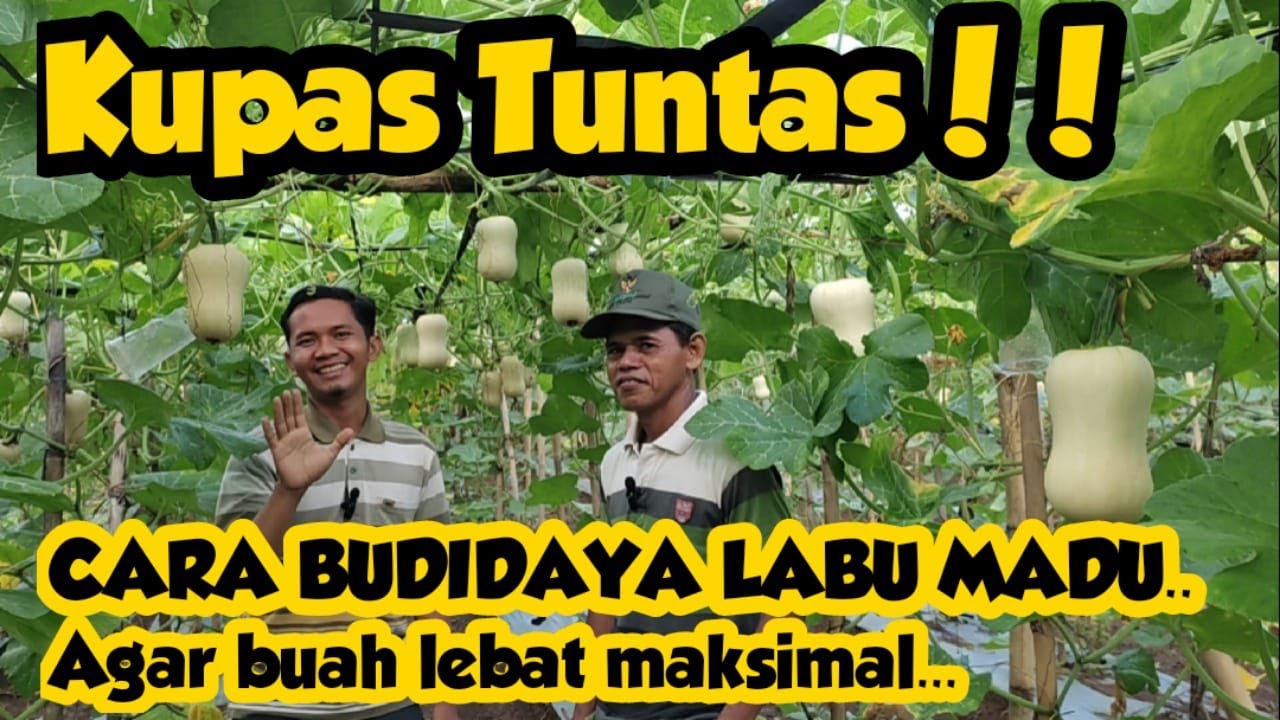 Cara budidaya labu madu yang benar agar untung maksimal..!!
