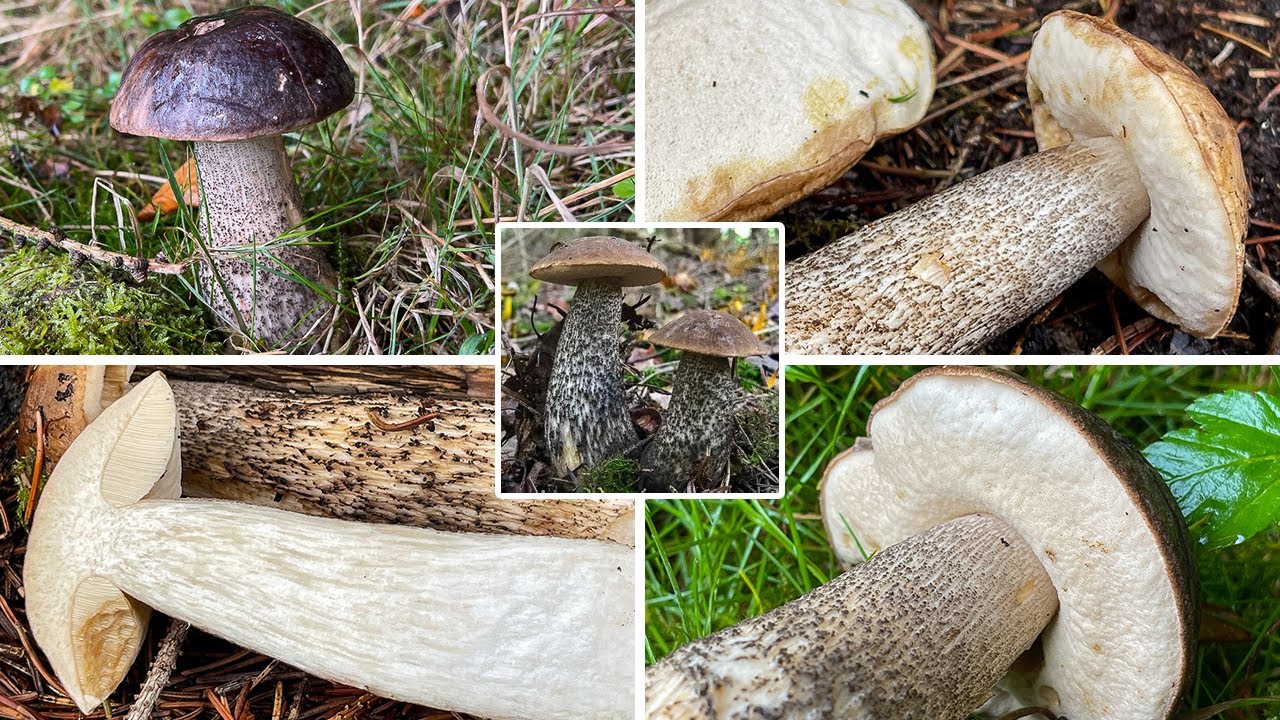 Birkenpilz Verwechslung | Gemeiner Birkenpilz, Birkenraufu&szlig;, Birkenr&ouml;hrling, Leccinum scabrum