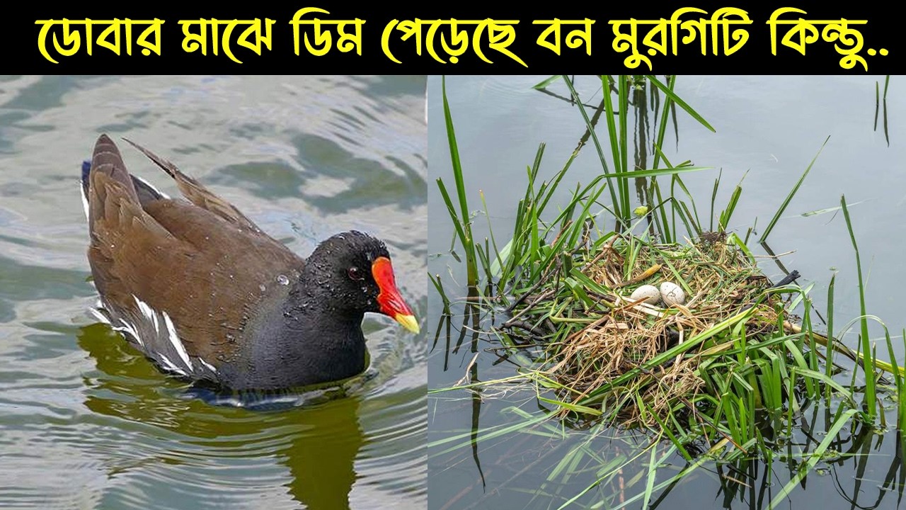 দুর্ভাগা এক মা বন মুরগির জীবন কাহিনী | Bird Story-234 | The Life Story of Moorhen Bird | E07