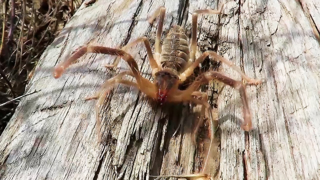 Squeaky Camel Spider