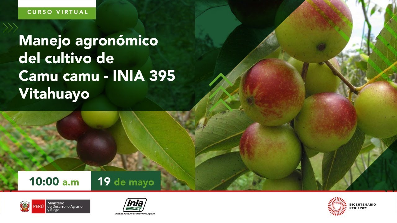 Manejo agronómico del cultivo de Camu camu - INIA 395 Vitahuayo