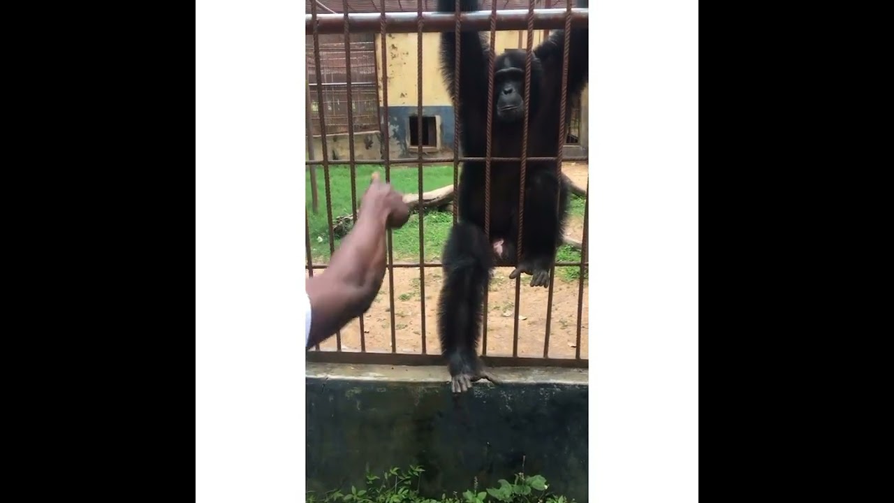 THE AREA BOYS OF THE UNIVERSITY OF ILORIN ZOOLOGICAL GARDENS