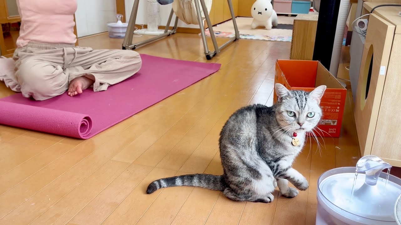 猫がいる生活。