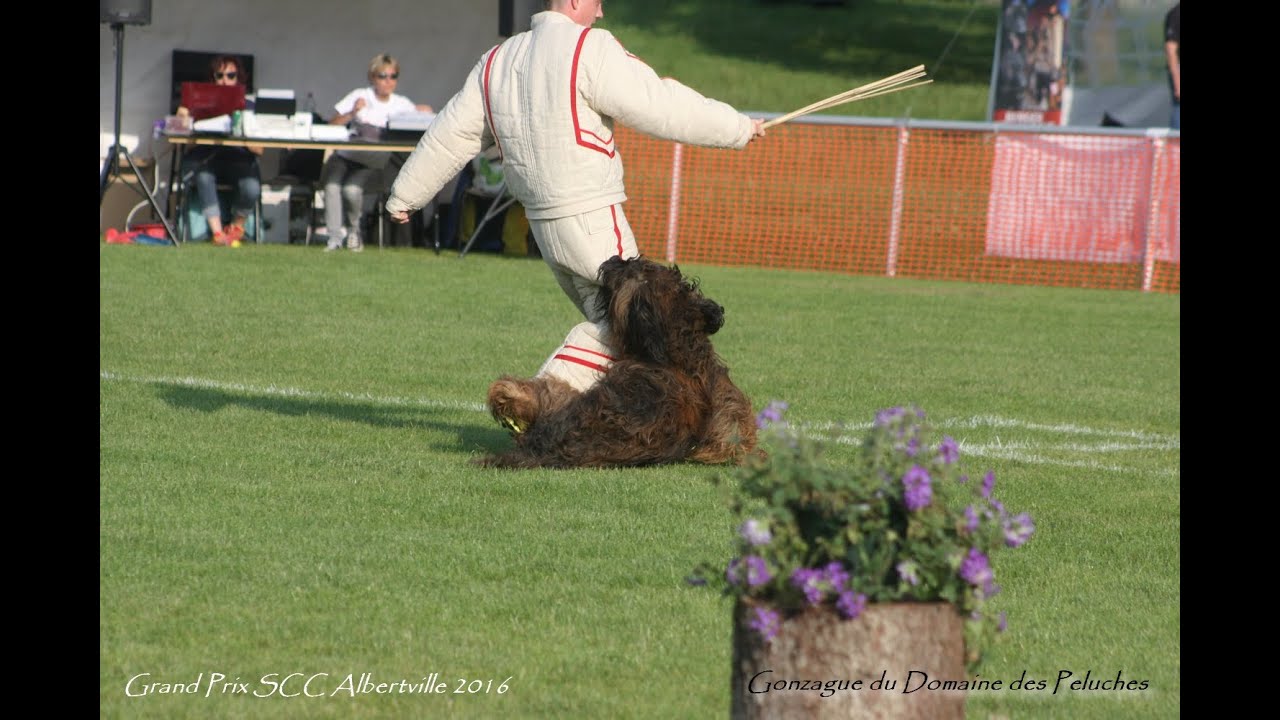 Albertville GPF Ring 2016 ,le briard Gonzague du Domaine des Peluches