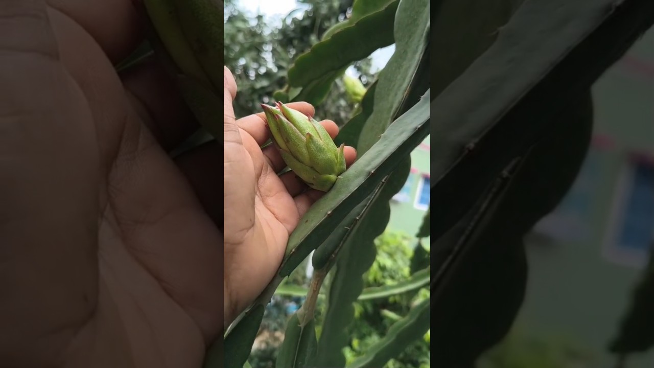 Delight dragon fruit flower Bud