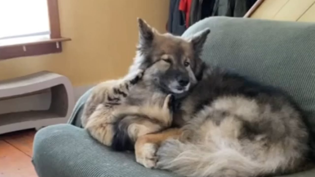 Siberian Cat enjoys cozy cuddle time with the family dog