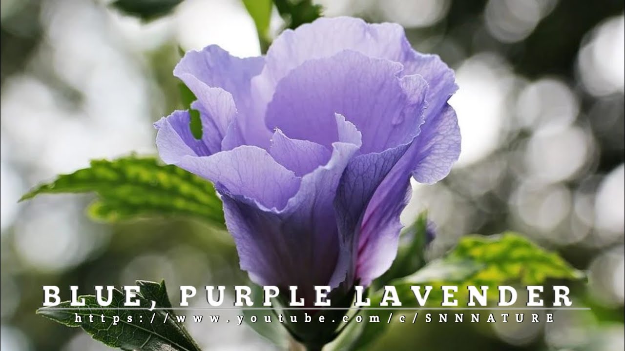blue colour ke flowers || Beauty of blue flowers || purple flowers || Lavender flowers | snnnature