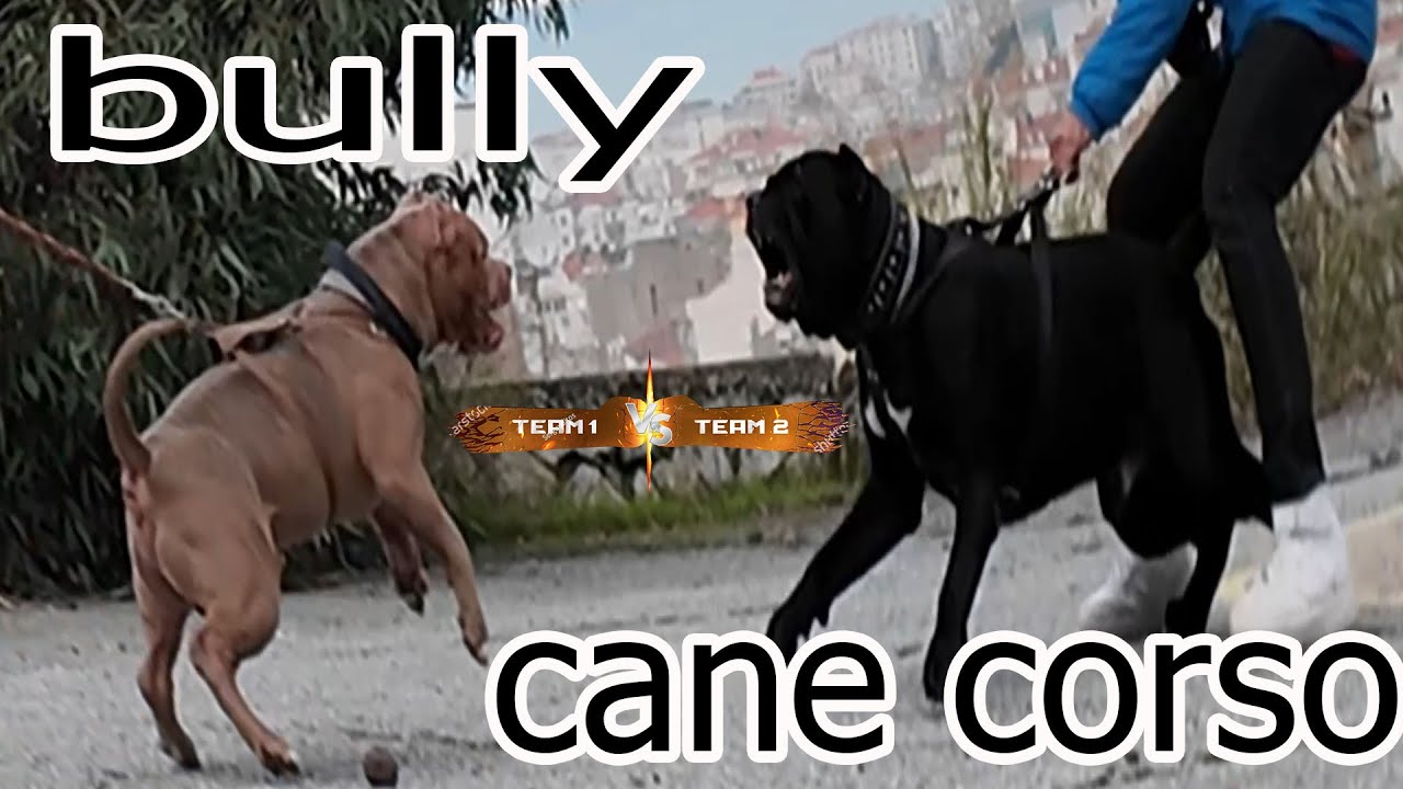 CANE CORSO VS AMERİKAN BULLY POCKET