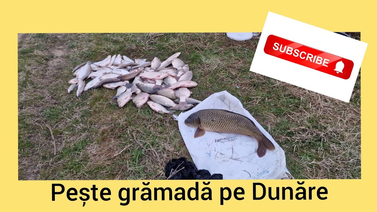 Mult Caras salbatic si Crap. Weekend pe Dunare zona Mehedinti #dunarenii#lapescuit  #pescuitlafeeder