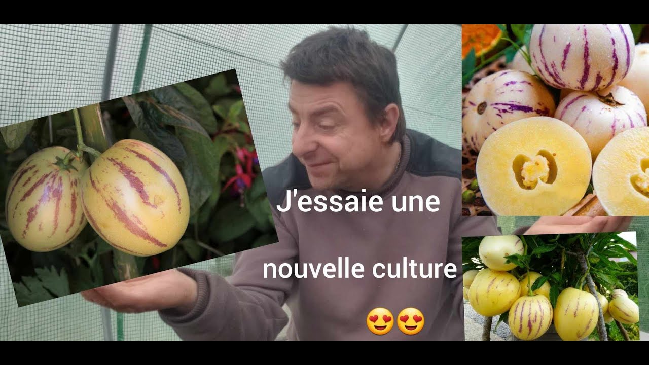 j'essaie une nouvelle culture, et semis au ralenti
