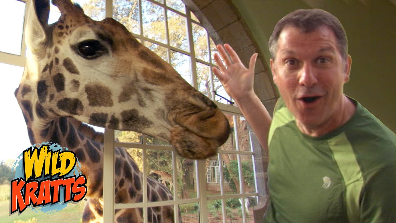 BABY GIRAFFES! | Wild Kratts "Neck and Neck"