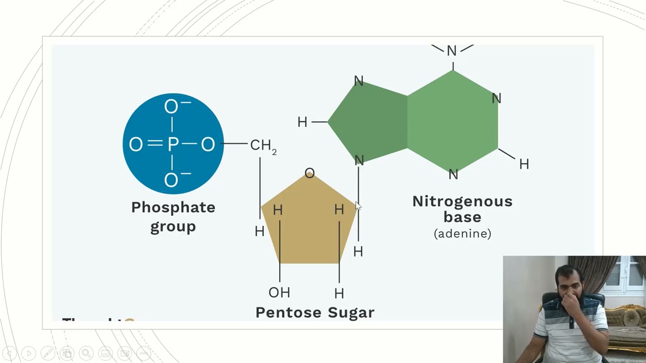 1. Structure and DNA packing