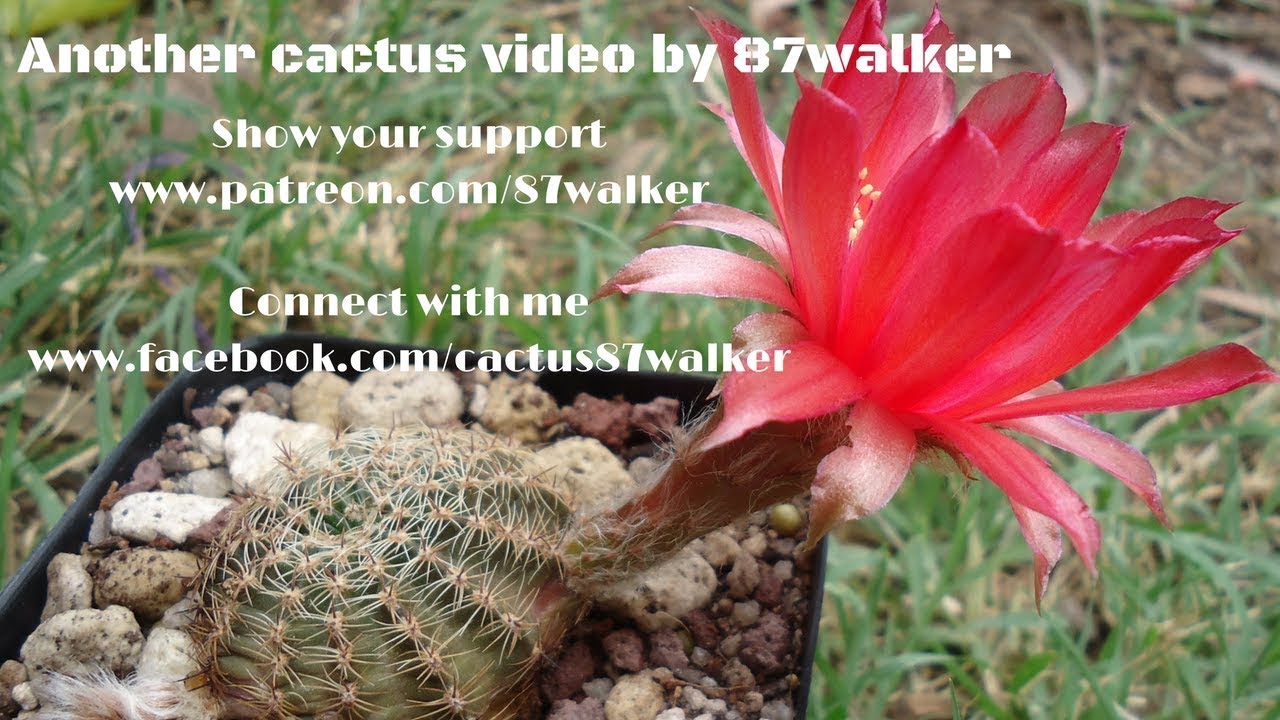Cactus Collection Tour - Summer 2018