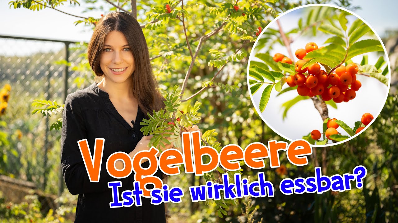 Ist die Vogelbeere giftig oder essbar? ⚠️ Früchte der Eberesche #bäume  #wildkräuter #beeren #garten
