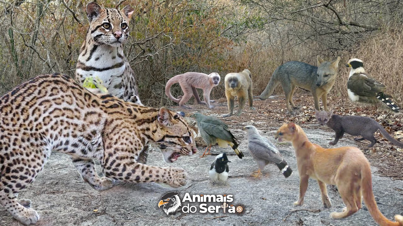 DOCUMENTÁRIO: A JAGUATIRICA E AS ESPÉCIES QUE MANTÉM O EQUILÍBRIO NA CAATINGA