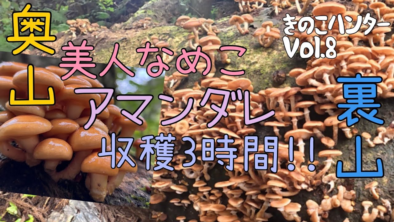 奥山美人なめこ&裏山アマンダレ収穫3時間