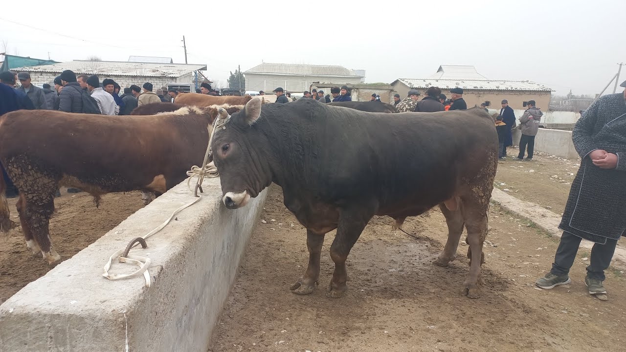 Kitob Makrid mol bozori hukizlar narxi